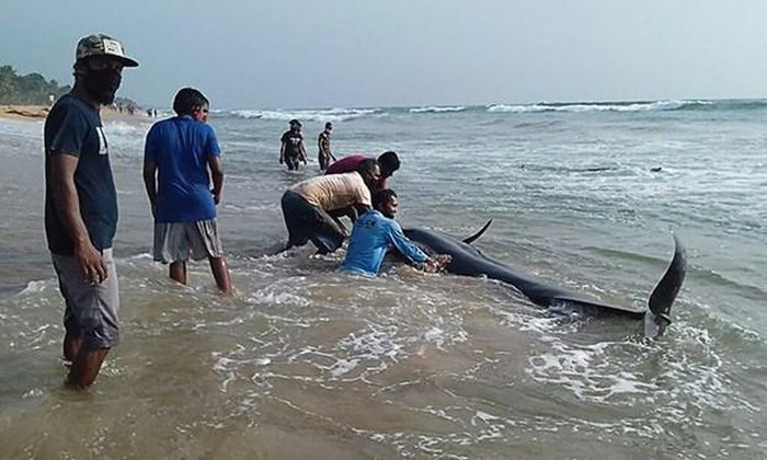 Giải cứu cá voi mắc cạn ở Sri Lanka (Nguồn:AFP)