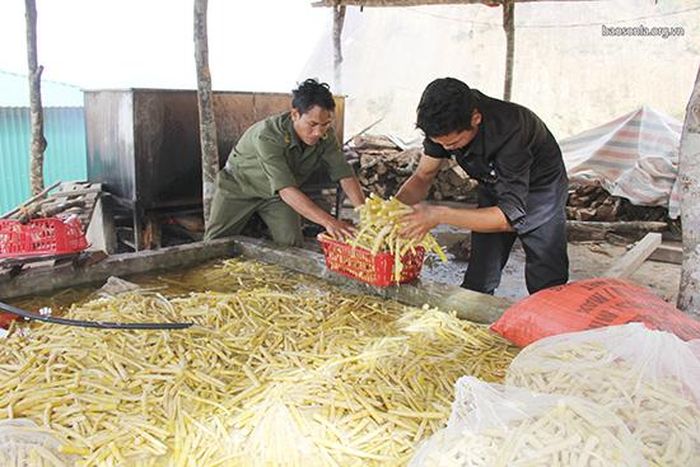 Người dân xã Háng Đồng sơ chế măng trúc.