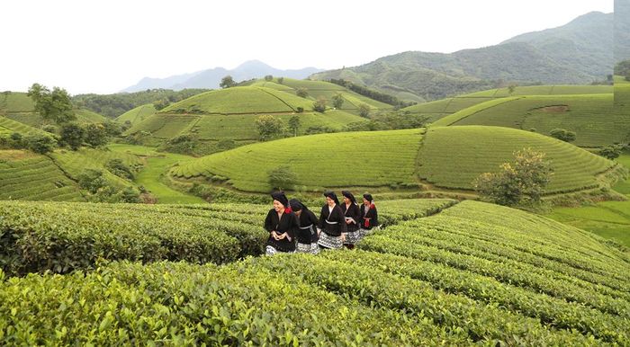 Vùng nguyên liệu sản xuất chè xanh gắn với phát triển du lịch ở xã Long Cốc, huyện Tân Sơn.