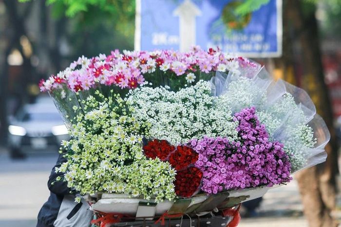 Những ngày đầu tháng 11, khi thời tiết đang dần chuyển mình sang đông cũng là thời điểm cúc họa mi bắt đầu bung nở, khoe sắc.