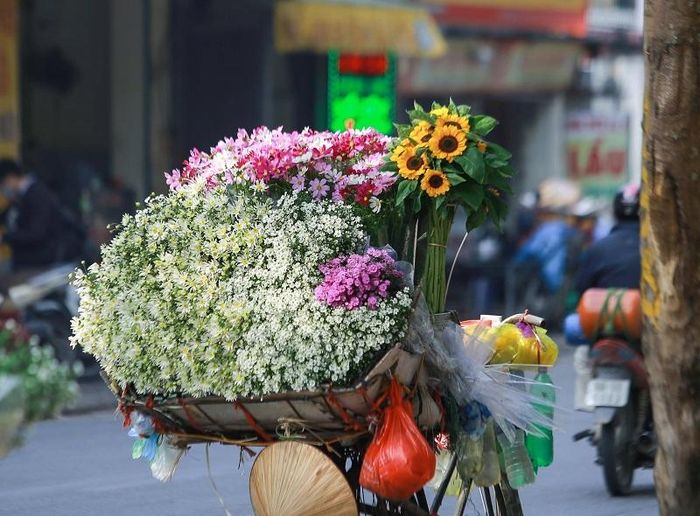 Cúc họa mi mang một vẻ đẹp dịu nhẹ và thuần khiết, bình dị.