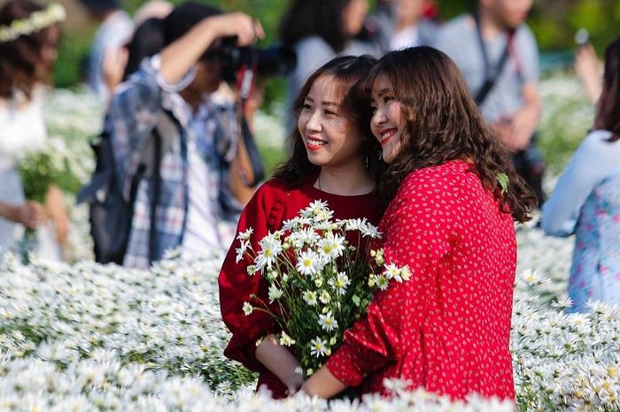 Cúc họa mi đã trở thành nét đẹp duyên dáng trong thời điểm giao mùa từ Thu sang Đông ở Hà Nội. Người ta chờ đợi mùa cúc họa mi như chờ đợi điều gì đó bình yên, an nhiên giữa chốn đô thị phồn hoa.