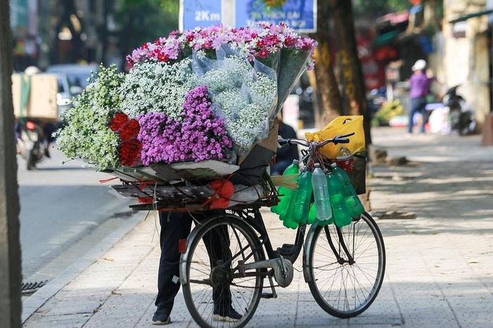 Cúc họa mi sớm nở nhưng cũng chóng tàn, một mùa hoa chỉ kéo dài từ đầu tháng 11 và nhanh chóng rụng tàn sau khoảng 3 tuần.