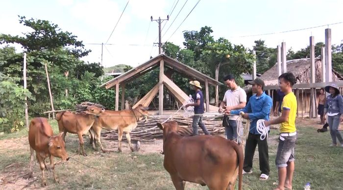 Huyện Vĩnh Linh hỗ trợ sinh kế để cải thiện đời sống cho người dân tộc thiểu số. Ảnh: N.Đ