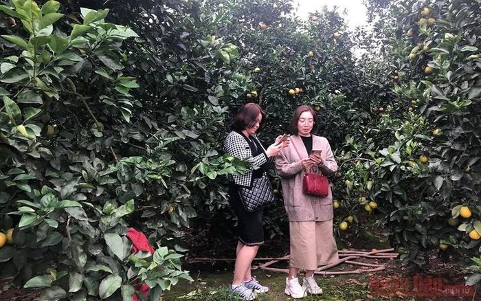  Du khách tham quan vườn cam.