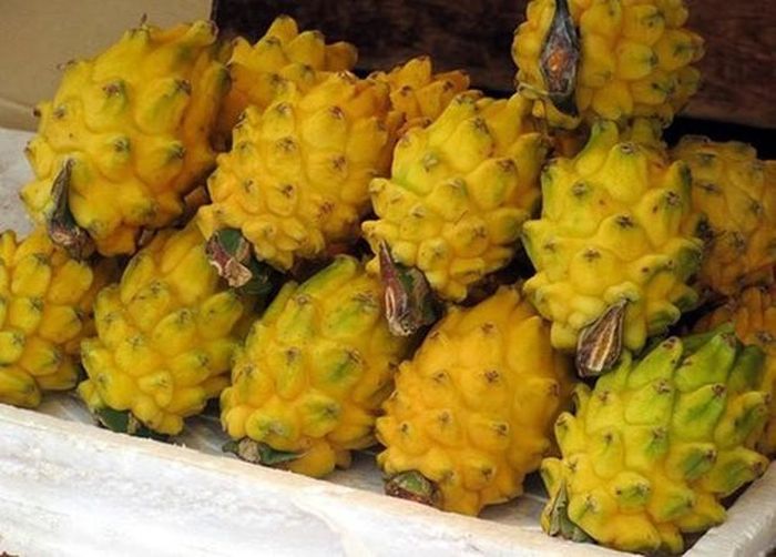 Thanh long vỏ vàng khá hiếm và đắt đỏ