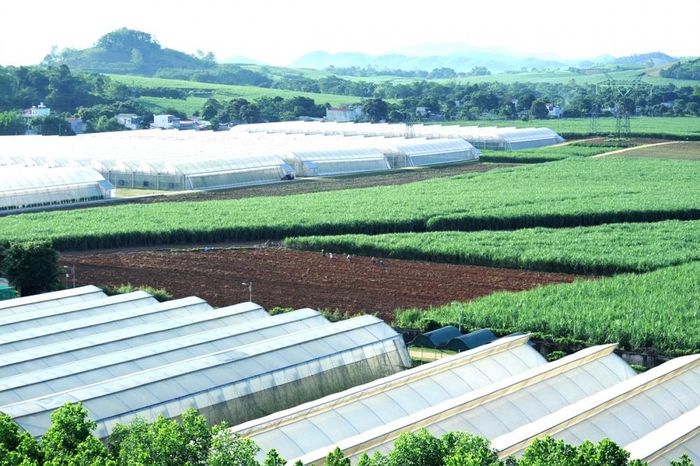 Mô hình trồng rau công nghệ cao giúp người dân tăng thu nhập