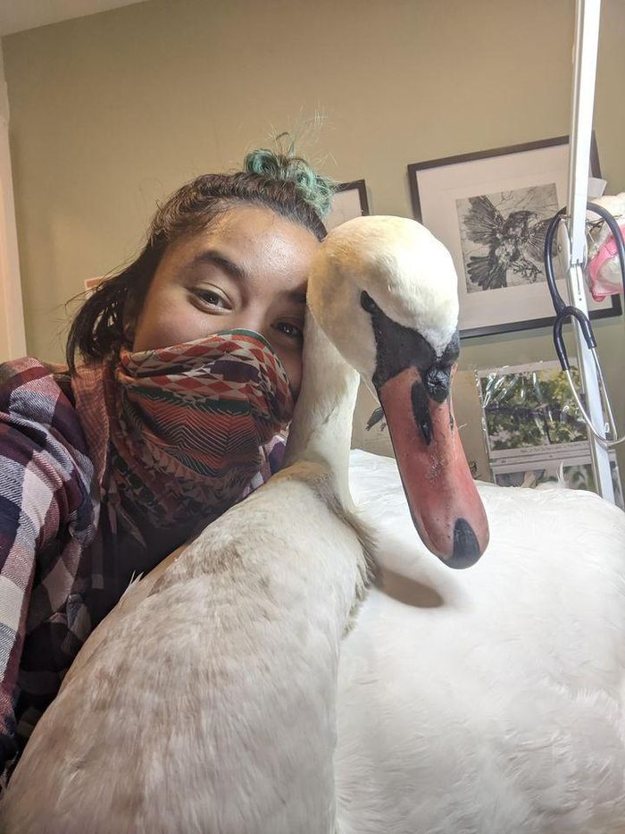  Sau cuộc hành trình dài, Cordova-Rojas đã đưa được con thiên nga gặp nạn đến trung tâm Wild Bird Fund để điều trị. Ảnh: Ariel Cordova-Rojas. 