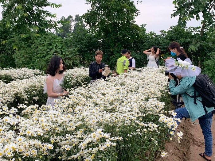 Cúc họa mi chỉ nở trong một quãng thời gian ngắn, tuổi hoa có thể kéo dài từ 2 tuần đến một tháng, nên có rất nhiều bạn trẻ tới các vườn hoa để lưu lại khoảnh khắc đẹp này.