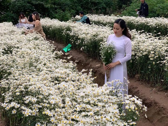 Nhiều bạn gái diện áo dài duyên dáng chụp ảnh bên những khóm cúc họa mi màu trắng tinh khôi.