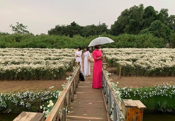Cây cầu được chủ vườn trang trí dẫn vào vườn cúc họa mi cũng là góc chup ảnh thơ mộng hấp dẫn nhiều người.