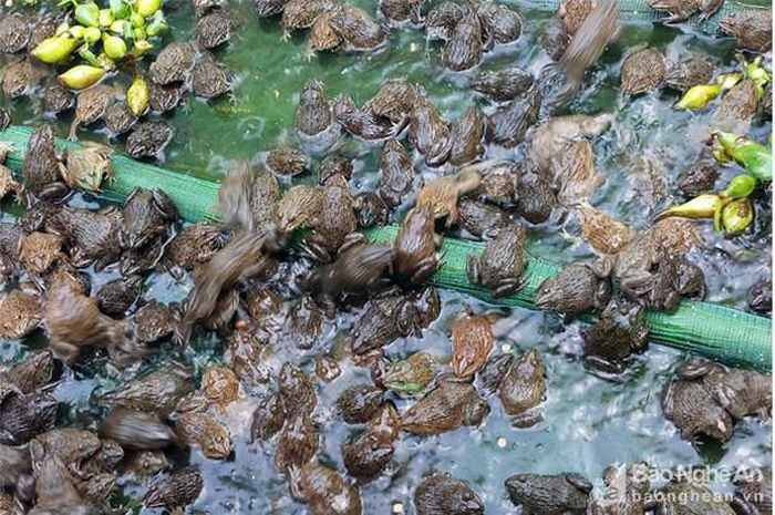 Nuôi ếch vốn ít, dễ đầu tư đầu ra đang thuận lợi ở Quỳ Hợp. Ảnh: Thanh Hợp