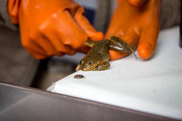 Ếch Telmatobius.