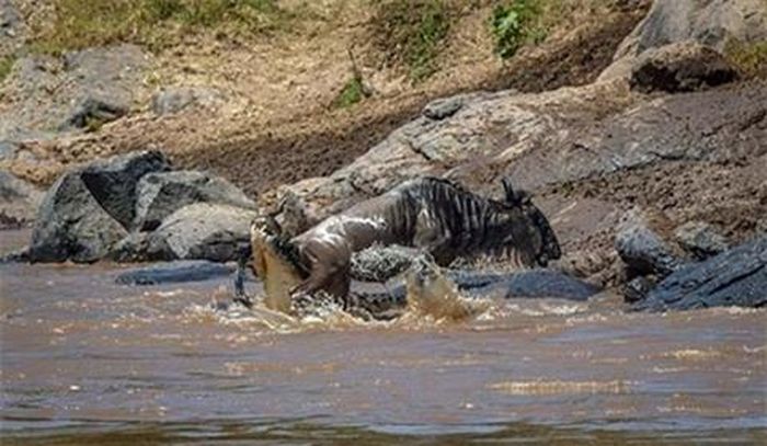 Kẻ săn mồi ngoạm chặt được đuôi của con mồi trong nỗ lực hạ gục nó