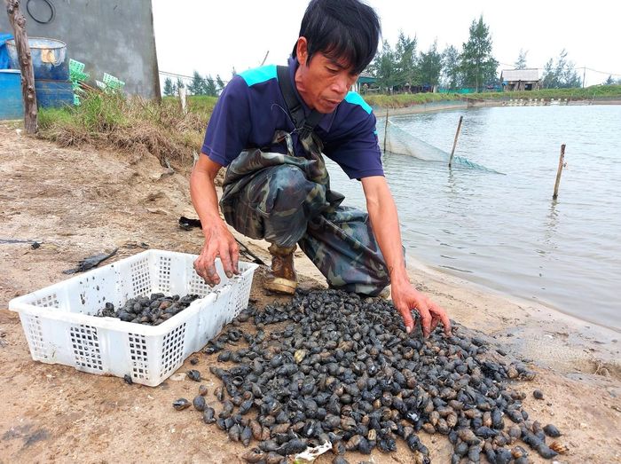 Ông Nguyễn Văn Hảo (xã Cẩm Lĩnh, huyện Cẩm Xuyên, tỉnh Hà Tĩnh) xót xa vớt ốc hương chết thối dưới hồ lên do mưa lũ. Ảnh: DƯƠNG QUANG