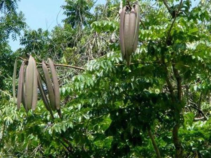 Núc nác là cây rừng thân gỗ cao khoảng 10 mét, cây lâu năm có thể cao hơn, loại cây vừa ăn được hoa, vừa ăn được quả. Cây núc nác có quả như cây bồ kết. Quả kết thành từng chùm, dài khoảng 100cm, rộng 7 - 8 cm, buông thõng mềm mại như mái tóc dài mượt của các cô gái Thái.