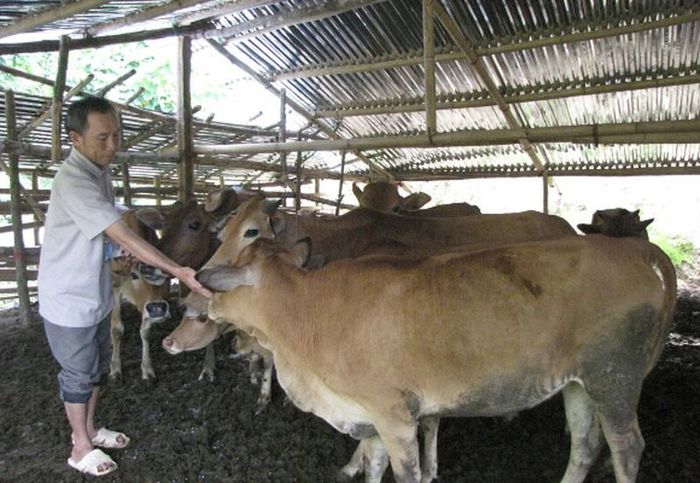  Mô hình chăn nuôi bò của đảng viên huyện Nậm Nhùn. Ảnh: Lò Dinh 