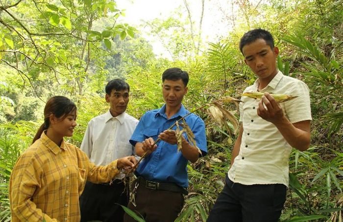 Người dân xã Thu Lũm (huyện Mường Tè) đang làm giàu từ cây sa nhân tím. Ảnh: Hà Dũng 