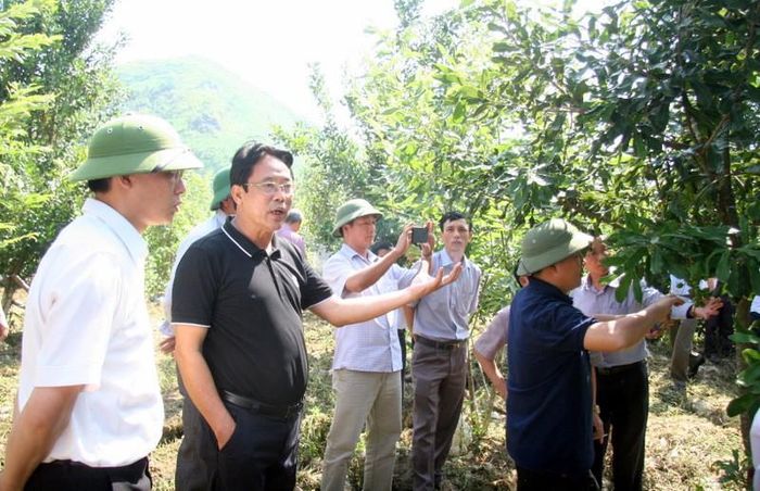 Ông Lê Trọng Quảng - Phó Chủ tịch Hiệp hội mắc ca Việt Nam (thứ 2 từ trái sang) thăm vườn cây mắc ca tại xã Bản Giang (huyện Tam Đường). Ảnh: Phương Ly 