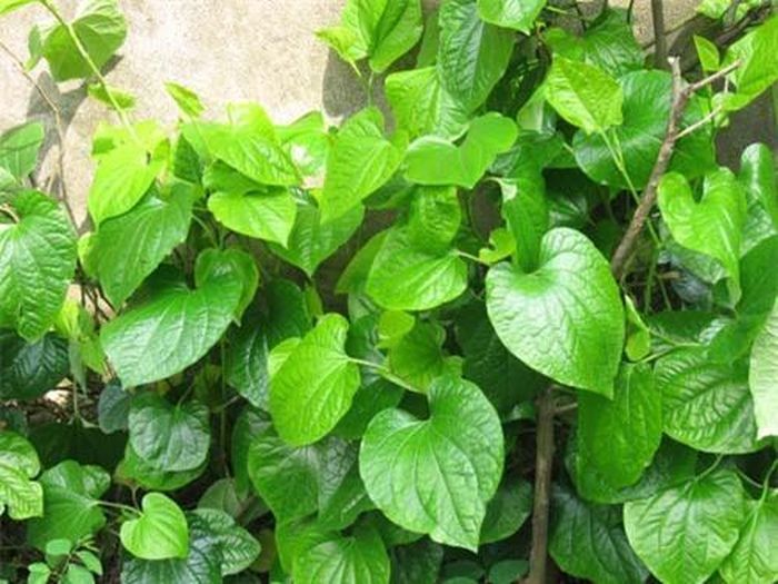 Mẹo vặt chữa đau răng từ lá trầu không đã có từ lâu đời.