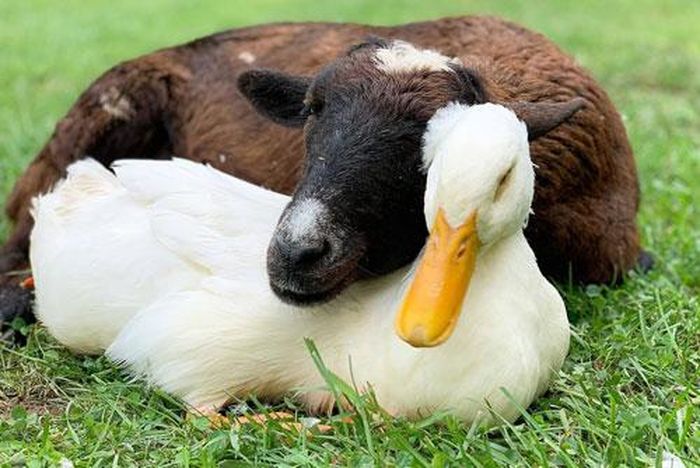 Tình bạn chưa từng có giữa dê già và vịt con trong khu bảo tồn Mỹ.