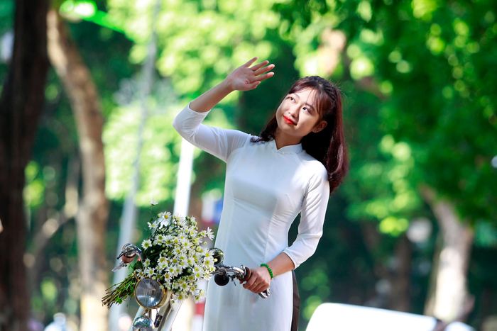 Cúc họa mi đã trở thành nét đẹp duyên dáng trong thời điểm giao mùa từ thu sang đông ở Hà Nội