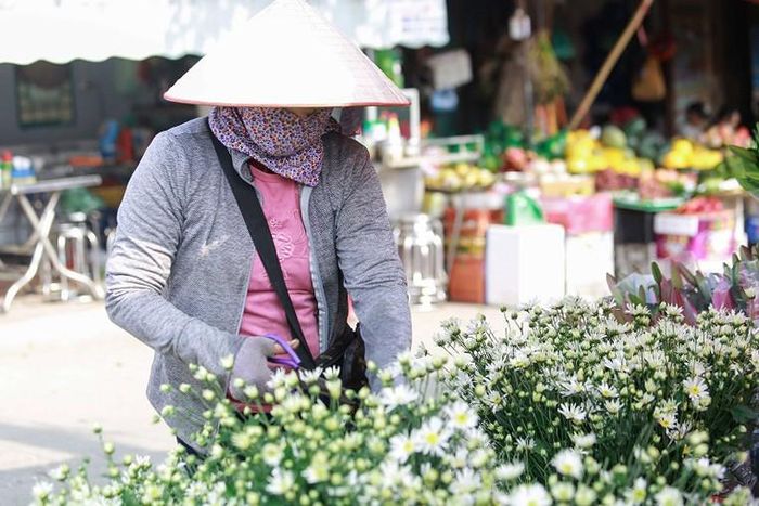 Chẳng rực rỡ như hoa hướng dương, không kiêu sa như hoa hồng, cúc họa mi mang riêng nét tinh khiết