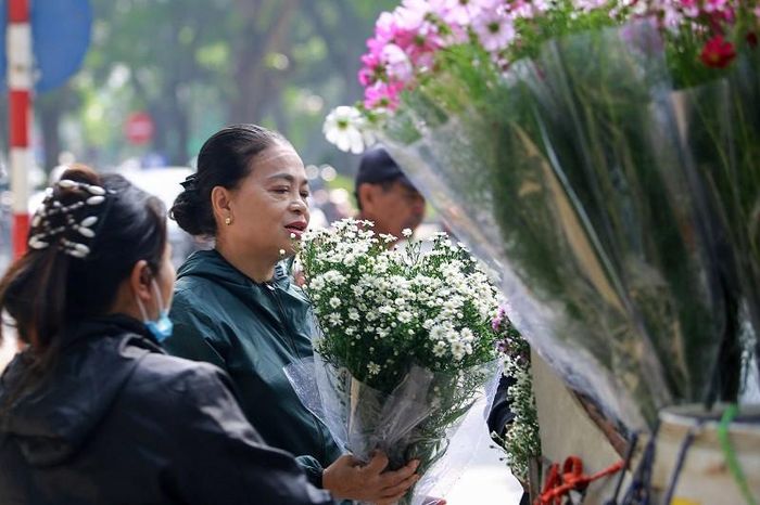 Hiện tại cúc họa mi được bán nhiều trên các con phố như Phan Đình Phùng, Thanh Niên, Thụy Khuê...