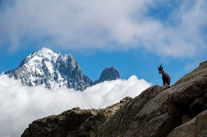 Alpine Ibex sinh sống trên độ cao khoảng 2.000 đến 4.600 m so với mực nước biển, trải dài qua nhiều quốc gia như Thụy Sĩ, Đức, Slovenia, Bulgaria, Italy, Pháp và Áo. Vào mùa ấm áp, đàn dê thường sống ở nơi nhiều cỏ và các khu rừng lá kim. Mùa đông tới, chúng trốn sâu trong những dãy núi Alps để tránh rét. Loài dê này sống dưới nguy cơ tuyệt chủng bởi nhiều lý do. 