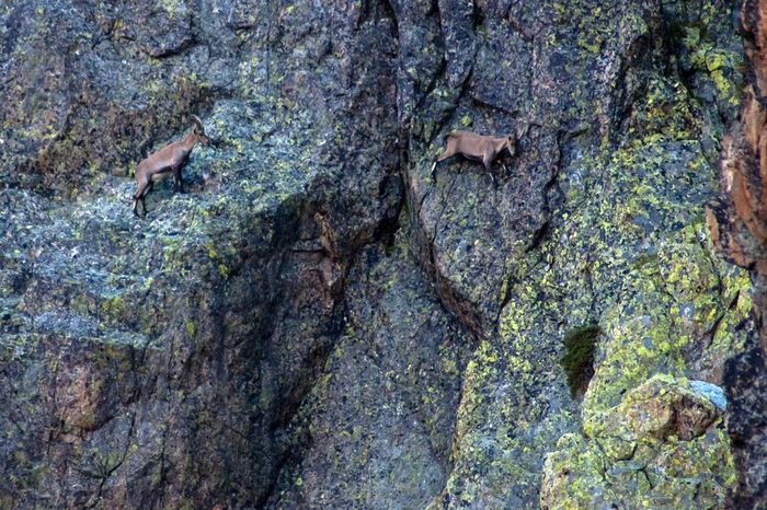  Một trong số đó có Alpine Ibex, loài dê với kỹ năng leo núi đáng kinh ngạc. Bạn có thể tìm thấy đàn dê nổi tiếng ở này nhiều khu bảo tồn thiên nhiên trên dãy Alps. Alpine Ibex hay còn gọi Capra Ibex là loài dê hoang dã sống trên những ngọn núi cao. Cơ thể của chúng được bao phủ bởi một lớp lông màu nâu xám. 