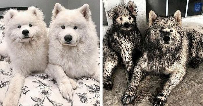Những chú chó có khuôn mặt ngây thơ "vô số tội" sau khi nghịch bùn lấm lem.