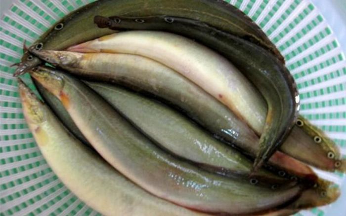Cá chạch có thể chế biến thành nhiều món. Con nhỏ cỡ ngón út thì chiên lăn bột, con lớn hơn thì chiên vàng hoặc cắt làm hai, làm ba ướp gia vị, kho tiêu trong nồi đất. Khi có khách quý đến thăm nhà, trên mâm cơm đãi khách phải có món cá kho nghệ mới đúng điệu.