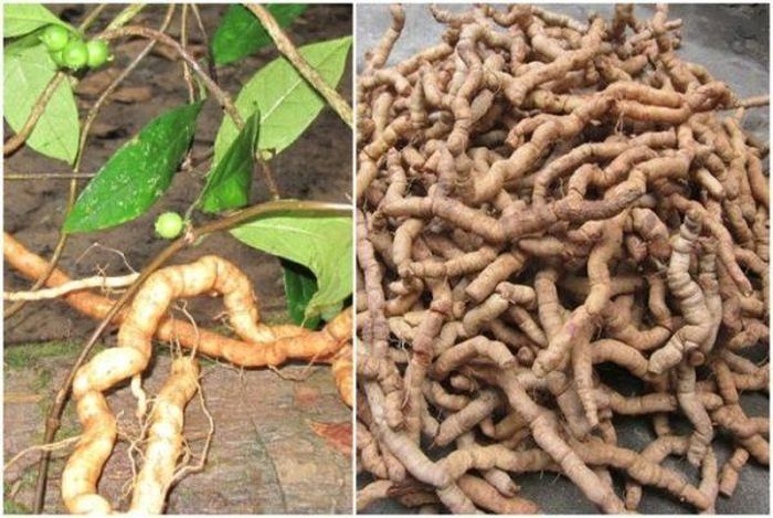 Rễ ba kích.