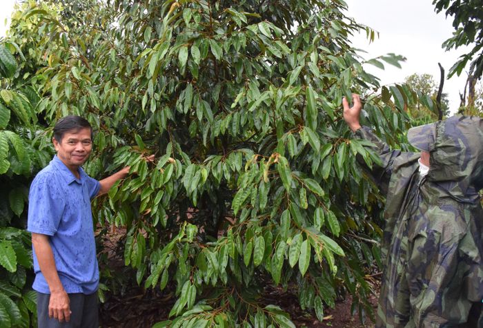 Ông Trần Duy Kham (bìa trái)-Chủ nhiệm Nông hội trồng cây ăn quả xã Ia Blang tham quan vườn sầu riêng của hội viên. Ảnh: Trần Dung