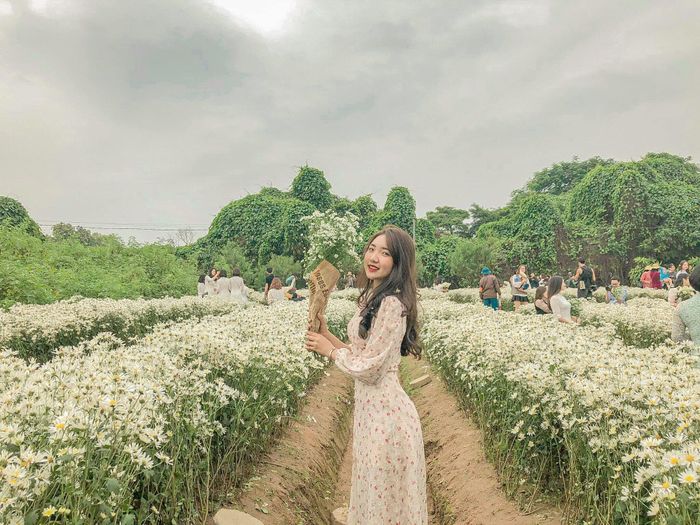  Mùa hoa nở đúng dịp kỷ yếu của học sinh, sinh viên nên cúc họa mi cũng được nhiều người tìm mua. Tranh thủ những ngày tiết trời ấm áp, từ tuần trước, nhiều người dân thủ đô đã check-in và đăng tải bức ảnh cùng những bó cúc họa mi nở sớm lên mạng xã hội. Ảnh: Hương Ốc. 