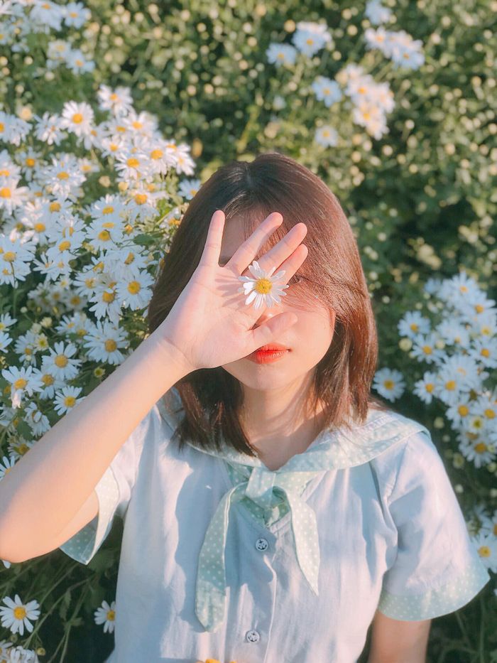 "Mọi người nên đi trong ngày trước khi mặt trời lặn để có những bức hình đẹp. Tôi bắt đầu chụp từ 15h, loay hoay đến 16h30 mới ưng ý". Năm địa chỉ chụp ảnh cúc họa mi nở rộ đẹp nhất vào tháng 11 là bãi đá sông Hồng, làng hoa Tây Tựu, Nhật Tân, thảo nguyên hoa Long Biên, cánh đồng hoa Quảng An. Ảnh: Nguyễn Mai Anh.