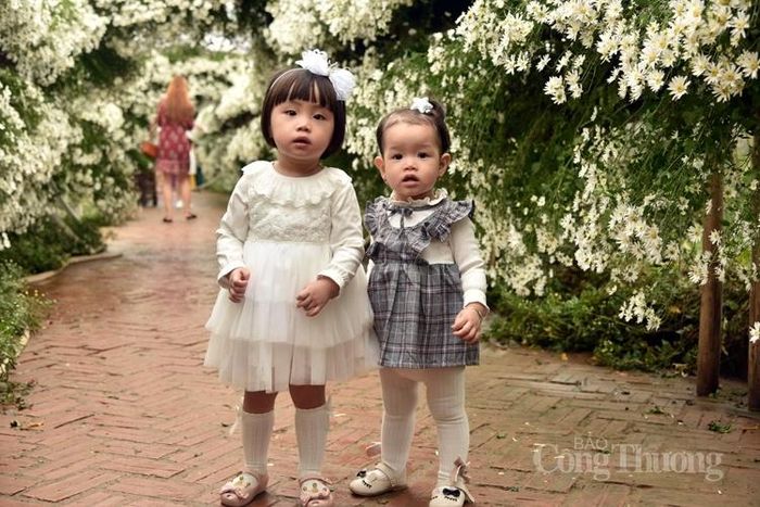 Mỗi bé một vẻ bên cúc họa mi