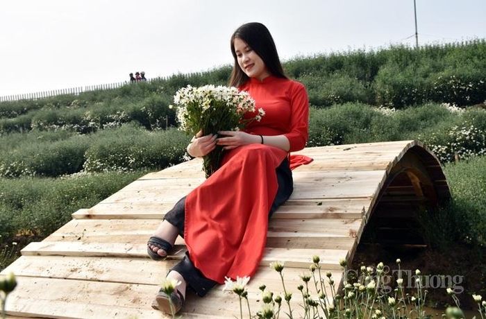 Thiếu nữ dịu dàng e ấp bên cúc họa mi