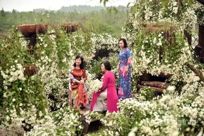 Những bức hình tuyệt vời nhất giữa khu vườn cúc họa mi