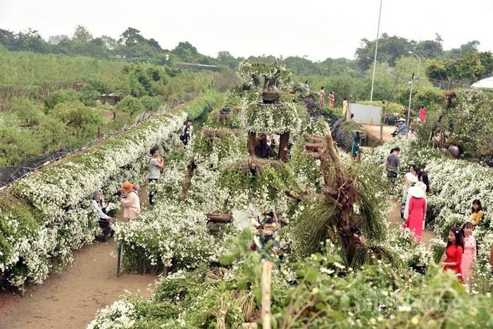 Vườn hoa Nhật Tân bạt ngàn sắc trắng của cúc họa mi