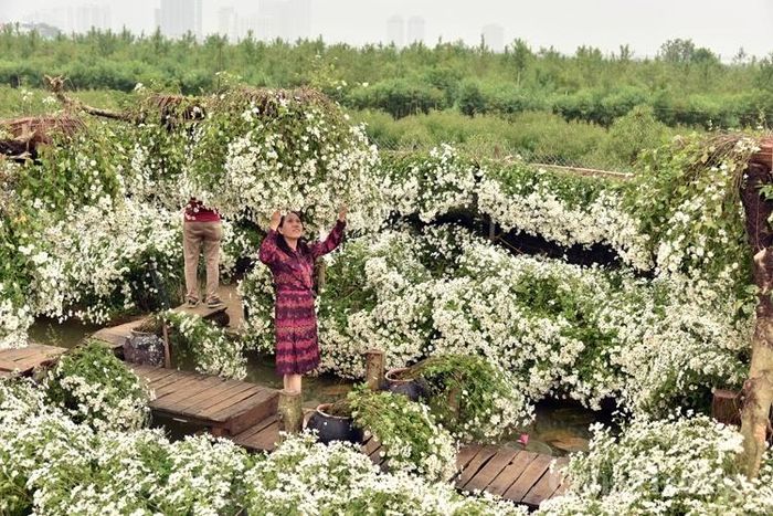 Đẹp mê hồn với những luống hoa trắng muốt