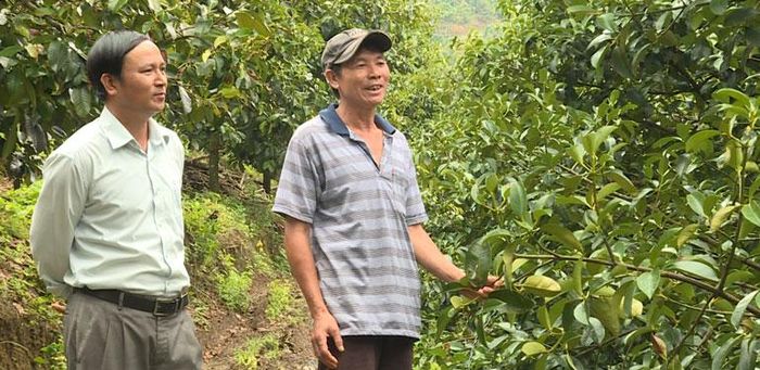 Ông Vũ Hoàng Dũng (phải) chia sẻ kinh nghiệm trồng cây măng cụt