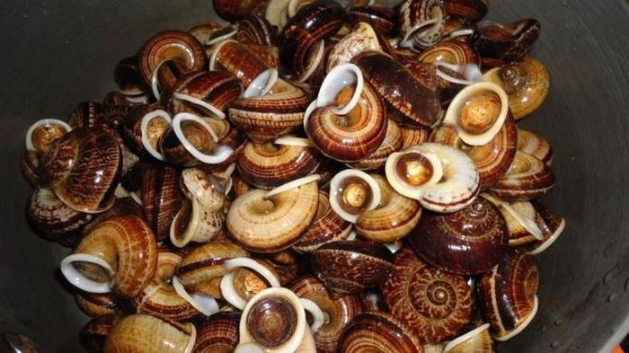 Cách chế biến món ốc núi đá hấp xả rất đơn giản, khi bắt từ rừng về chúng ta rửa qua lớp đất bám trên vỏ ốc bằng nước sạch, không cần ngâm kỹ trong nước như các loại ốc khác mà chỉ rửa sơ qua để giữ lại chất dinh dưỡng.