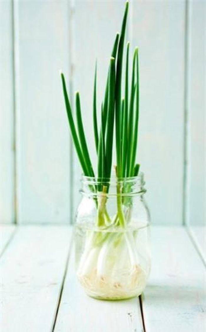 Bảo quản hành lá tươi lâu bằng cách trồng phần củ của chúng vào nước.