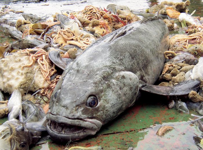  Cá toothfish ở Nam Cực có dòng máu kháng đông. Bơi qua vùng cực băng giá (có thể xuống dưới -2º C), cá toothfish tạo ra glycoprotein chống đông độc đáo, có thể giữ cho máu của chúng không bị đông. 