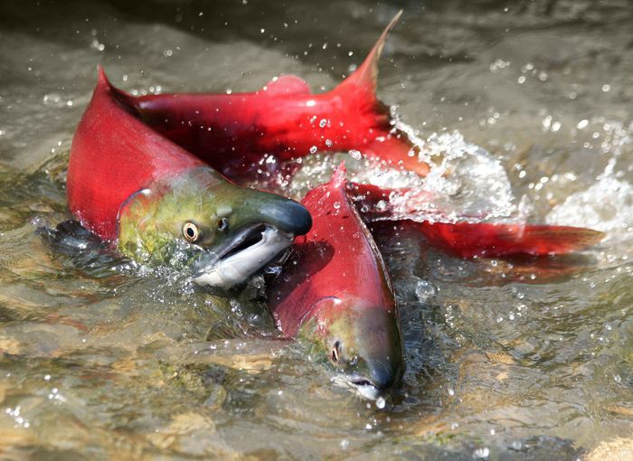  Cá hồi Sockeye sử dụng từ trường để điều hướng. Cá hồi là loài cá ngược sông để đẻ. Chúng sinh ra tại vùng nước ngọt, di cư ra biển, sau đó quay lại nước ngọt để sinh sản. Bằng cách phát hiện các biến thể nhỏ trong từ trường của Trái Đất, loài cá này di chuyển hàng nghìn kilomet để ngược sông, trở về nơi sinh ra. 