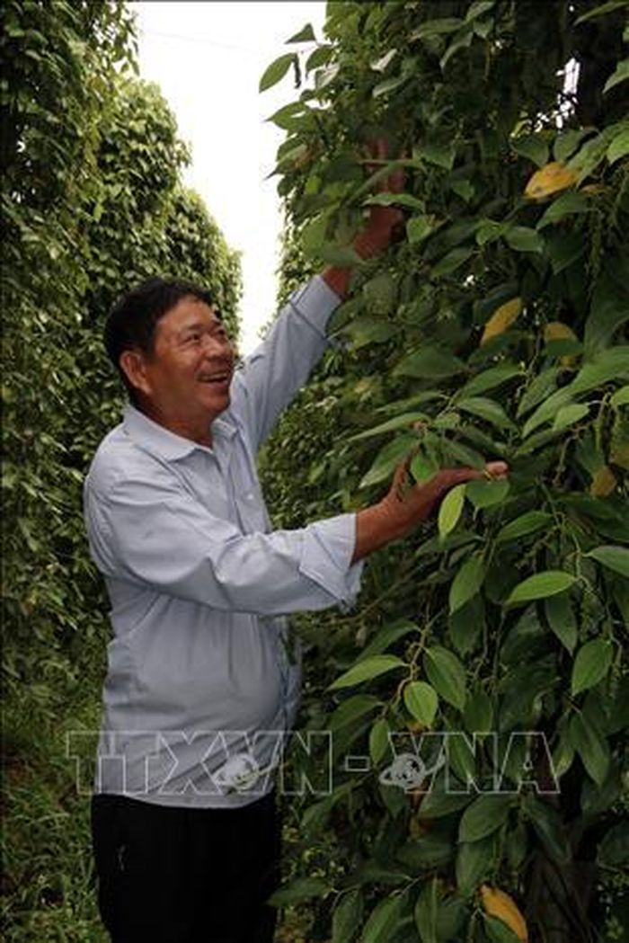 Nông dân huyện đảo Phú Quốc thu hoạch hồ tiêu.
