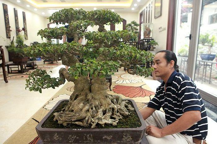 Cây sanh cổ trưng bày trong phòng khách. Ảnh: Dân Việt.