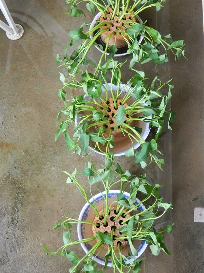 Kỹ thuật trồng rau sạch bằng xỉ than bạn cũng dễ dàng chăm sóc. Ảnh minh họa