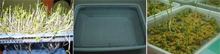 Dụng cụ trong kỹ thuật trồng cây, rau mầm thủy canh không quá phức tạp và cầu kỳ.